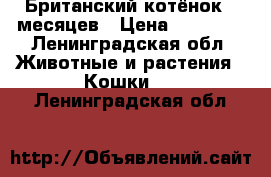 Британский котёнок 8 месяцев › Цена ­ 15 000 - Ленинградская обл. Животные и растения » Кошки   . Ленинградская обл.